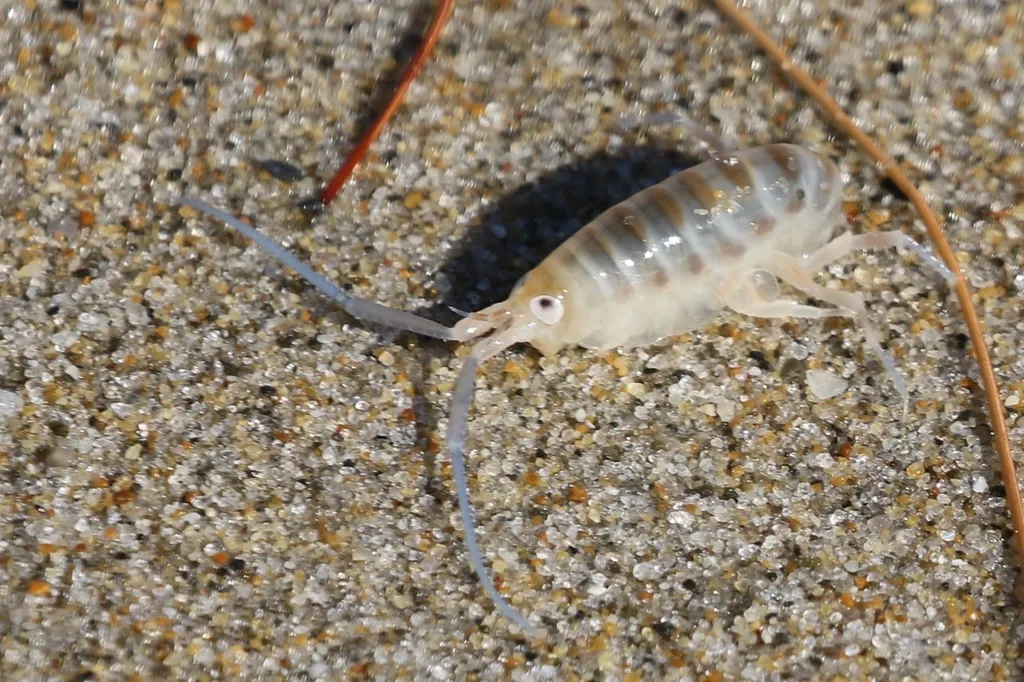Common Atlantic Sandhopper - photo 2