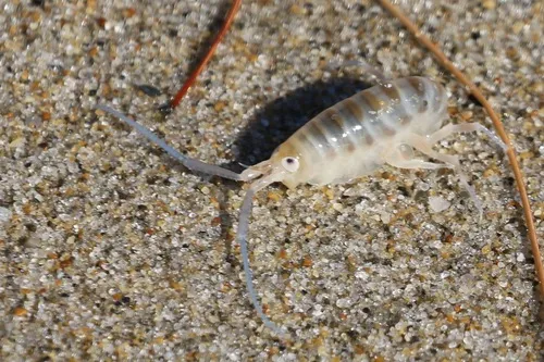 Common Atlantic Sandhopper - photo 3