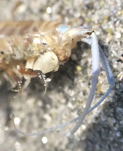 Common Atlantic Sandhopper - photo 5