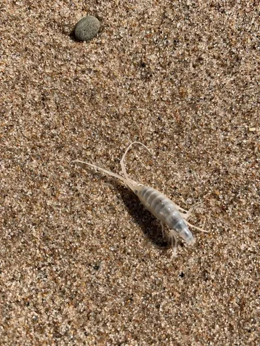 Common Atlantic Sandhopper - photo 6