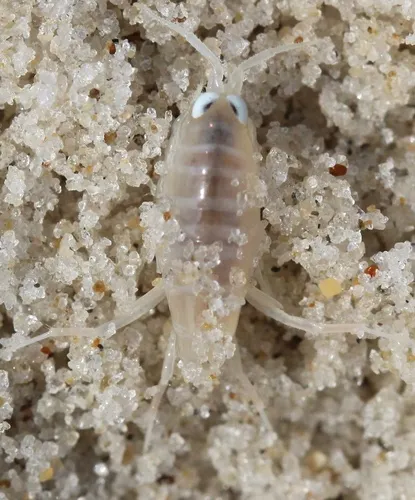 Northern Big-eyed Sandhopper