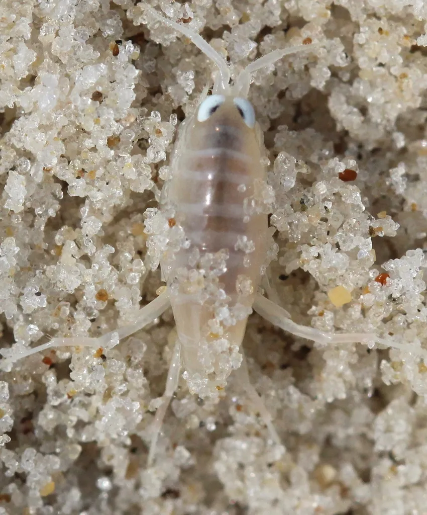 Northern Big-eyed Sandhopper - photo 2