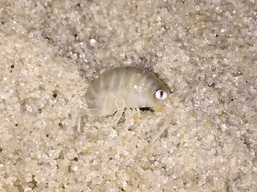 Northern Big-eyed Sandhopper - photo 4