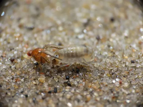 Northern Big-eyed Sandhopper - photo 5