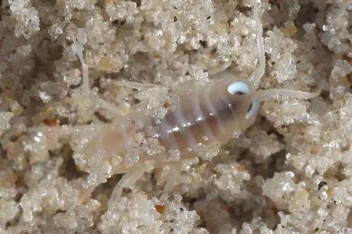 Northern Big-eyed Sandhopper - photo 7