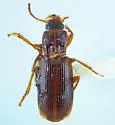 Amerinus linearis
