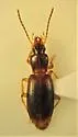 Amerinus linearis - photo 2