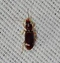 Amerinus linearis - photo 3