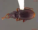 Amerizus oblongulus - Amerizus oblongulus