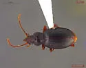 Amerizus spectabilis