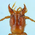 Ameroduvalius jeanneli - photo 2