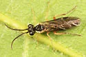 Ametastegia aperta - Ametastegia aperta