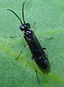 Ametastegia articulata