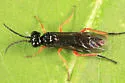 Dock Sawfly