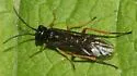 Dock Sawfly - photo 2