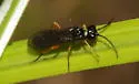 Dock Sawfly - photo 3