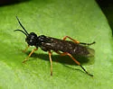 Dock Sawfly - photo 4