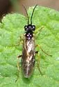 Violet Sawfly