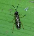 Violet Sawfly - photo 2