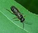 Violet Sawfly - photo 3