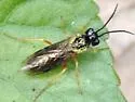 Violet Sawfly - photo 4