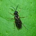 Violet Sawfly - photo 5