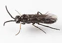 Ametastegia tenera - photo 4