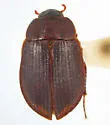 Ametor scabrosus