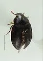 Ametor scabrosus - photo 4