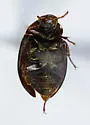 Ametor scabrosus - photo 5