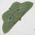 Seagrape Spanworm Moth - Hodges#6259 - photo 2