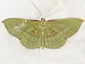 Seagrape Spanworm Moth - Hodges#6259 - photo 3