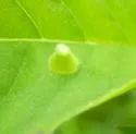 Ametrodiplosis fistulosae