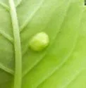 Ametrodiplosis fistulosae - photo 2
