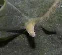 Ametrodiplosis fistulosae - photo 3
