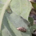 Ametrodiplosis fistulosae - photo 4