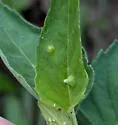Ametrodiplosis fistulosae - photo 5