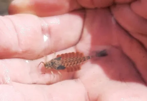 Ametropus ammophilus