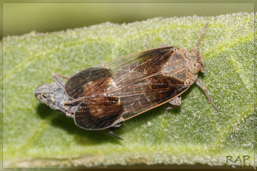 Amiarus dimidiatus - photo 2