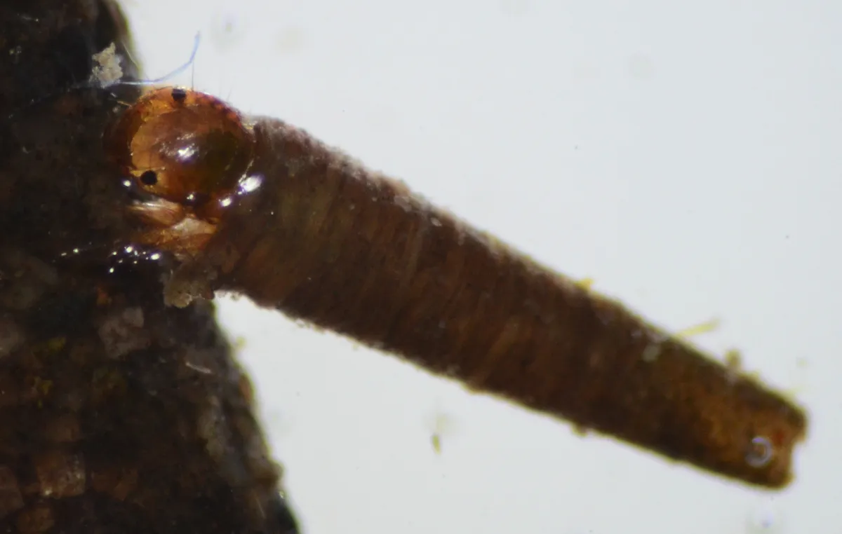 Amiocentrus aspilus - photo 2