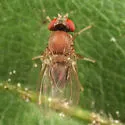Amiota minor - photo 3