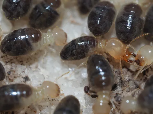 Blackmound Termite