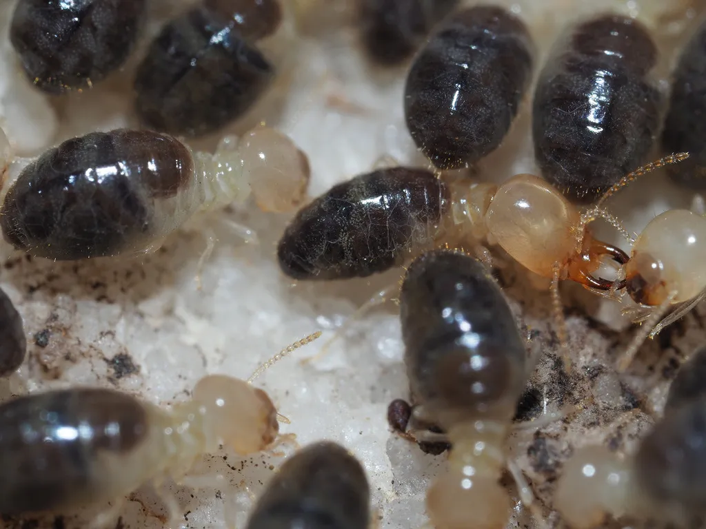 Blackmound Termite - photo 2