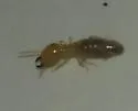 Wheeler's Desert Termite