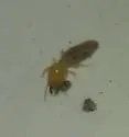Wheeler's Desert Termite - photo 2