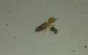 Wheeler's Desert Termite - photo 3
