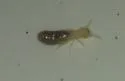 Wheeler's Desert Termite - photo 4