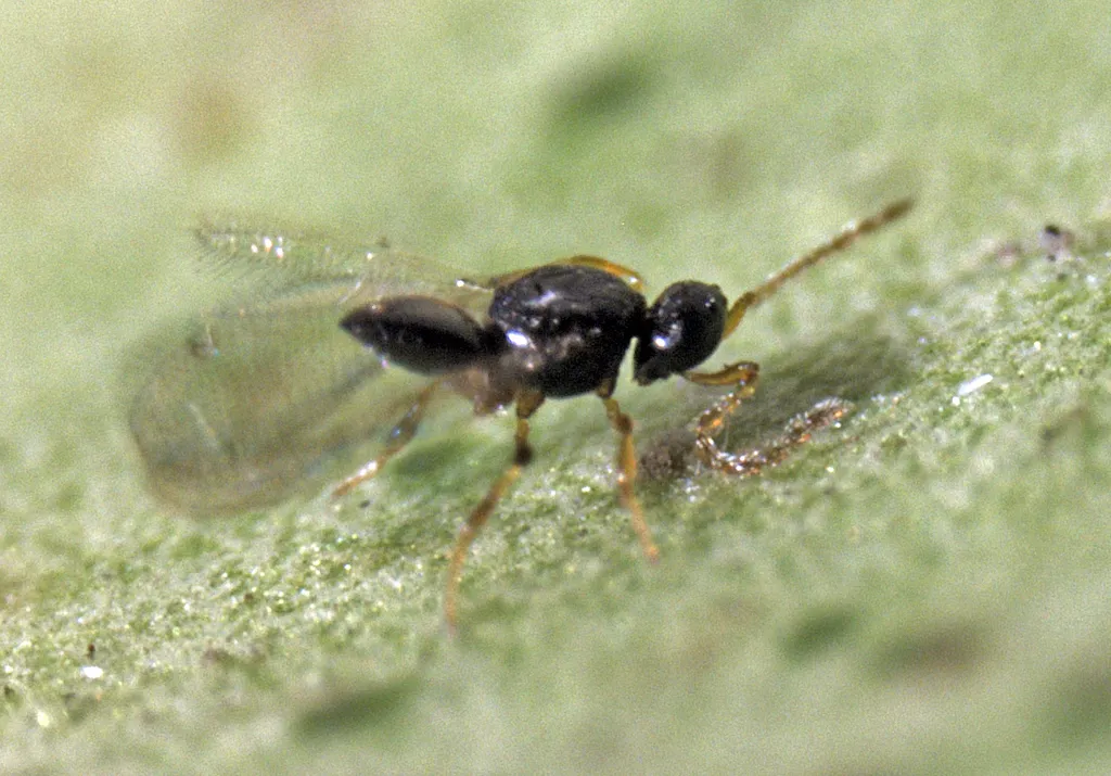 Amitus spiniferus