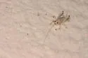 White Sand-treader Cricket