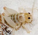 White Sand-treader Cricket - photo 3